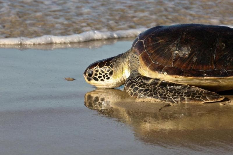 Beira da praia na barra da lagoa, tartaruga verde na areia em frente ao mar que esta vindo em direção a ela, mar com cor amarronzada e com espuma uma faixa vertical de espuma branca na ponta.